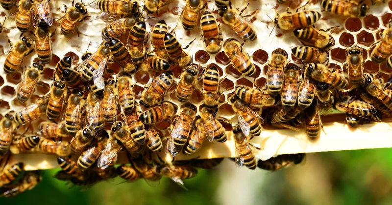 L'environnement et les abeilles : une controverse pas si simple